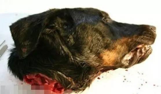 小狗变成人怎么拍视频