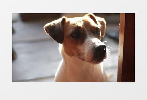 小狗变成人怎么拍视频