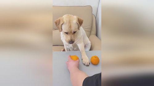 小狗变成人怎么拍视频