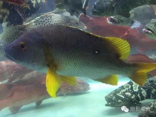 化成人形的鱼视频,揭秘化成人形的神奇鱼妖之谜
