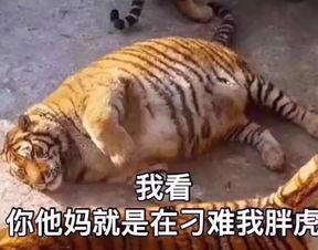 老虎变成人打肚子视频,揭秘神奇视频背后的奇幻之旅