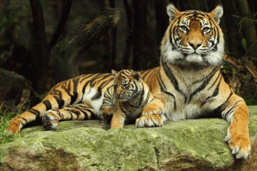 老虎变成人打肚子视频,揭秘神奇视频背后的奇幻之旅