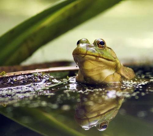 变成人形的牛蛙视频,神奇生物的奇幻之旅