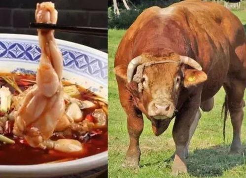 变成人形的牛蛙视频,神奇生物的奇幻之旅