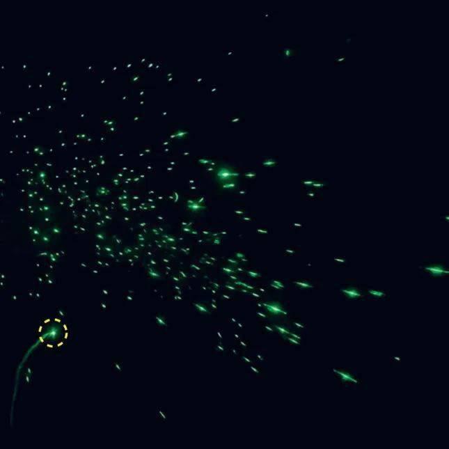 病毒会变成人吗视频,揭秘病毒是否会变成人类