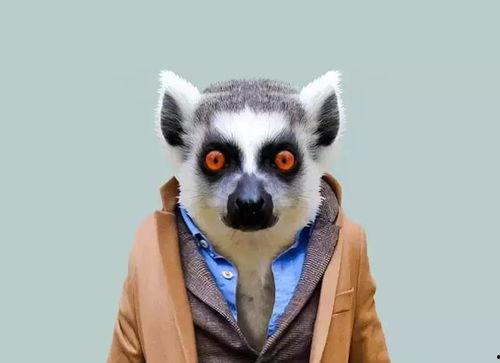 成人可爱动物道具视频,成人版可爱动物视频盛宴