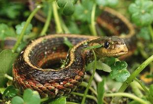 蛇变成人过程视频,探寻神秘生物的奇幻蜕变之旅